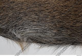 boar fur 0005